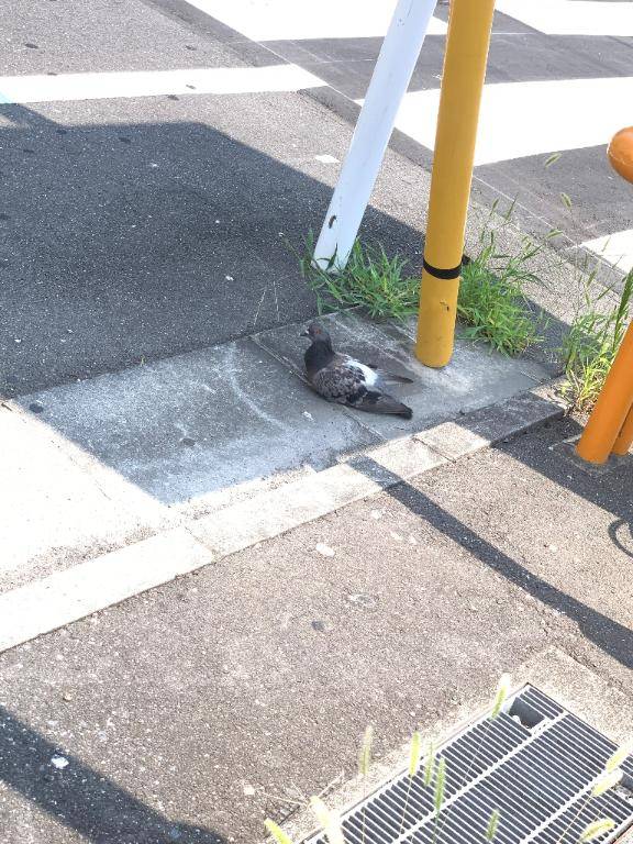 のあちゃん　写メ画像
