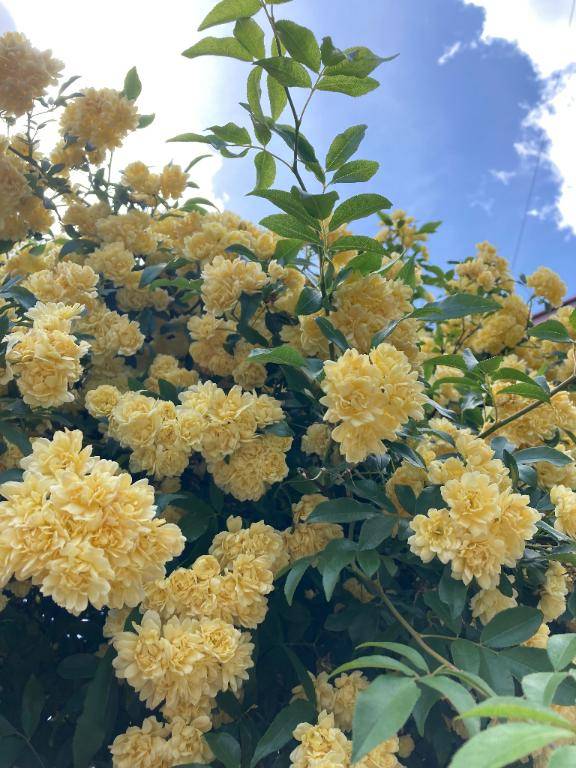 ちのちゃん　写メ画像