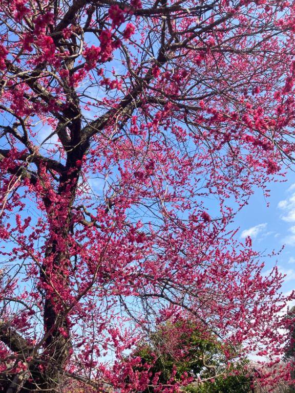 ちのちゃん　写メ画像