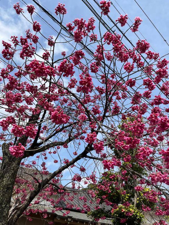 さゆりちゃん　写メ画像